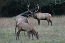 Cataloochee Valley Elk by tripp in Other