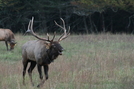 Cataloochee Valley Elk by tripp in Other