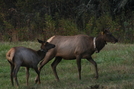 Cataloochee Valley Elk