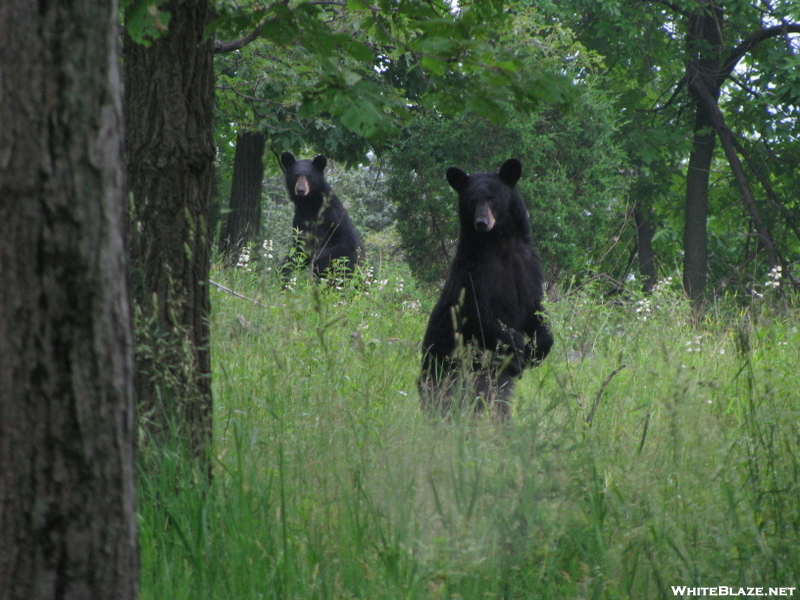 Bear In Delaware Water Gap