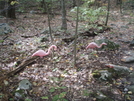 Pink Flamingos by Don H in Trail & Blazes in Maryland & Pennsylvania