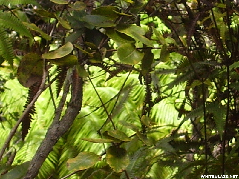 Hawaii-kilauea