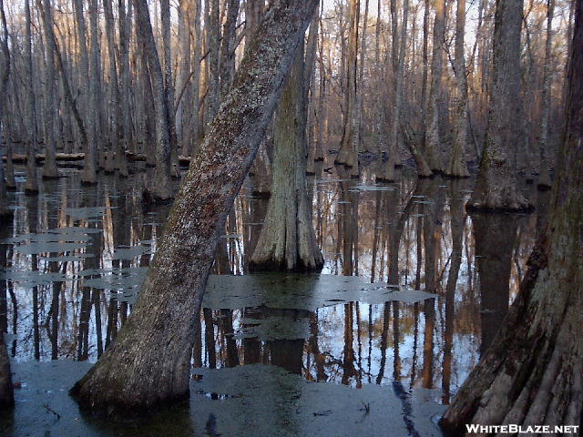 Cypress Swamp