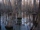 Cypress Swamp by MyName1sMud in Other Trails