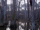 Cypress Swamp by MyName1sMud in Other Trails