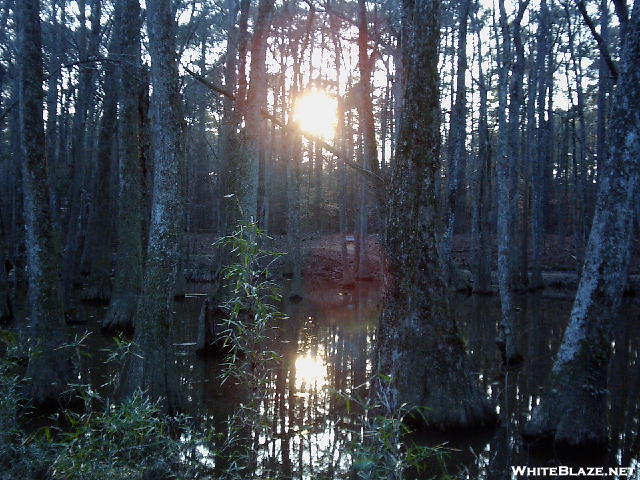 Cypress Swamp