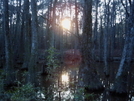 Cypress Swamp by MyName1sMud in Other Trails