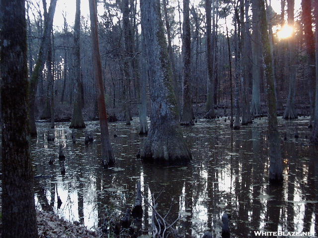 Cypress Swamp