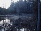 Cypress Swamp