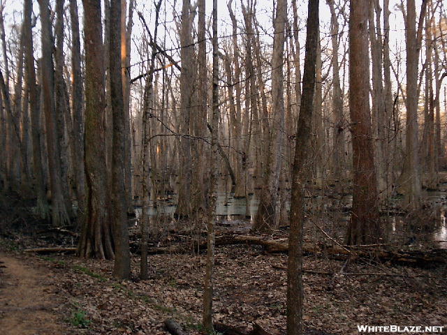 Cypress Swamp