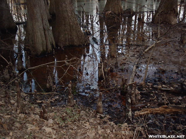 Cypress Swamp