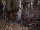 Cypress Swamp by MyName1sMud in Other Trails