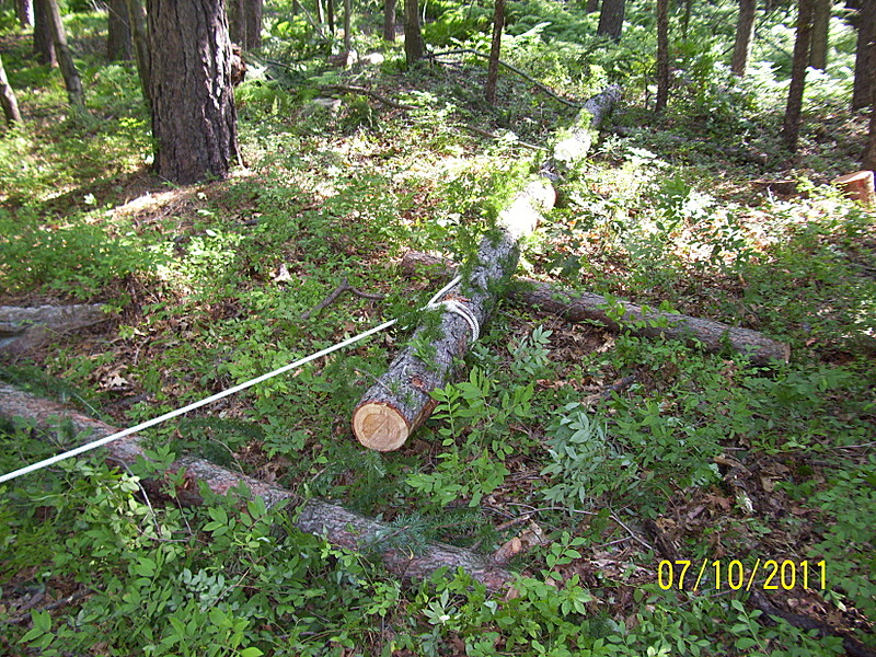 skidding a larch log out of the woods - Rausch Gap Shelter Restoration Project summer '11