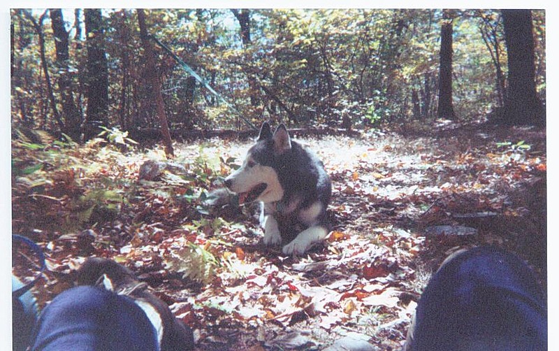 Rascal's last hike on the AT