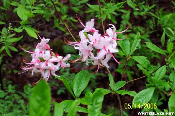 Pink Azalea