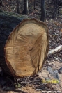 Saw Marks on Blowdown by c.coyle in Trail & Blazes in Maryland & Pennsylvania