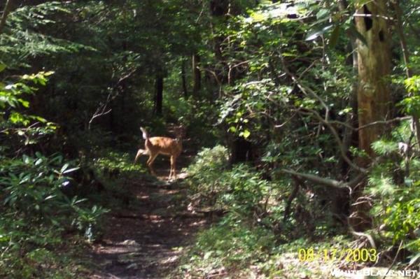 Buck near Yellow Springs, PA.