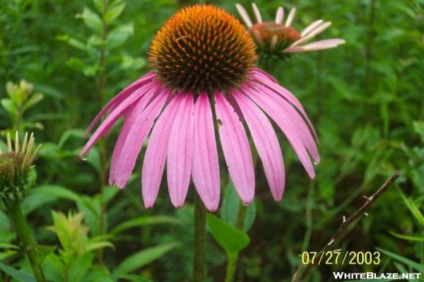 Purple Coneflower