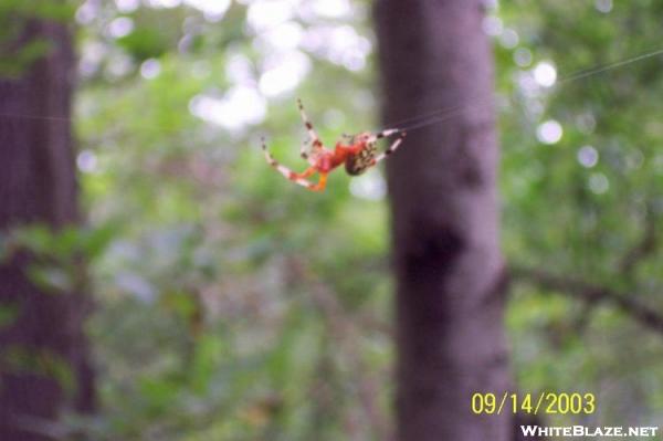 Marbled Orb Weaver