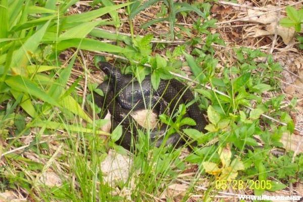 Black Rat Snake