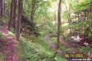Jacobs Hollow - Susquehannock Trail