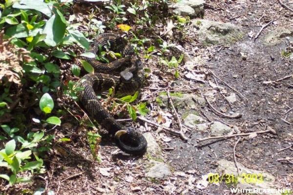 Pa. Timber Rattler