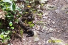 Pa. Timber Rattler by c.coyle in Snakes