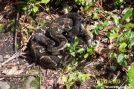 Pa. Timber Rattler by c.coyle in Snakes
