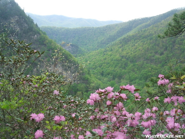 Laurel Fork Gorge From Potato Top