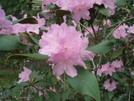 Wildflowers In Laurel Fork Gorge by Tennessee Viking in Views in North Carolina & Tennessee