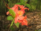 Blooming Flowers On The Pond Mtn Climb by Tennessee Viking in Flowers