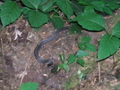Garter Snake (I believe) near Laurel Fork Creek