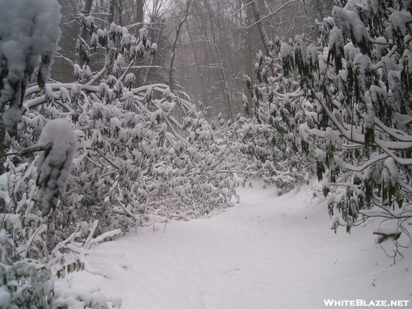 Unaka Mountain Wilderness