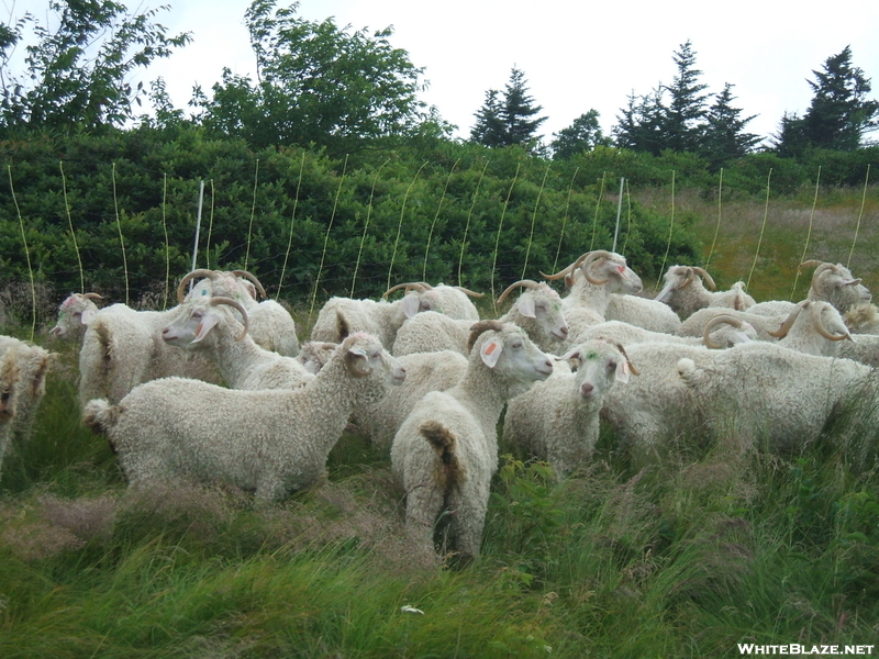 Baa-tany Project On The Roan Balds