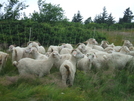 Baa-tany Project On The Roan Balds