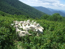 Baa-tany Project On The Roan Balds by Tennessee Viking in Other