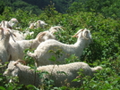 Baa-tany Project On The Roan Balds