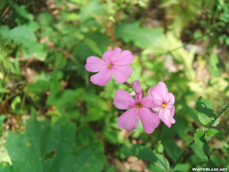 Wildflowers On Blood Mountain