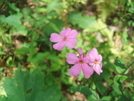 Wildflowers On Blood Mountain by Tennessee Viking in Flowers