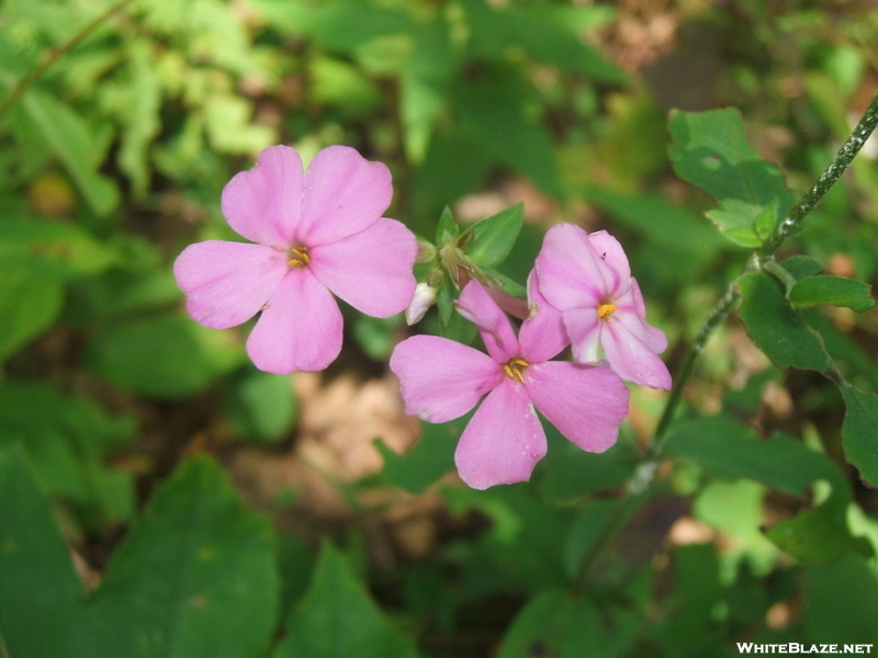 Wildflowers On Blood Mountain