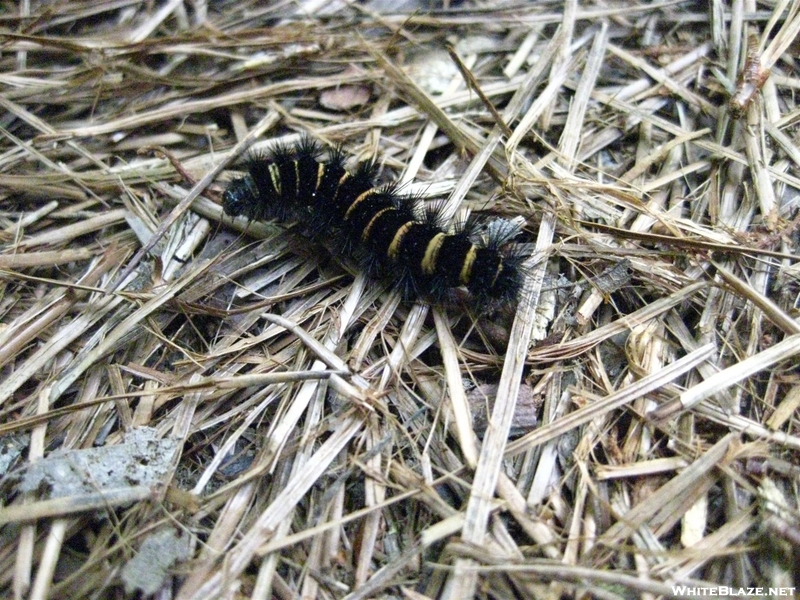 Wooly Worm In Umstead State Park, Nc