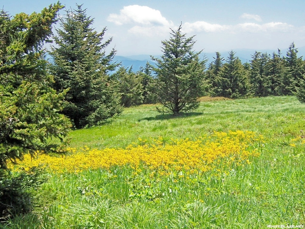 Roan Mountain