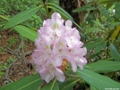 Rhododendron