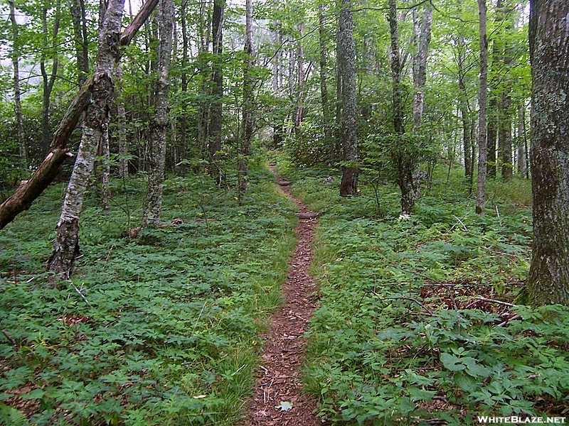 Near Bluff Mountain