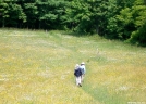 AT Near Shady Valley by ollieboy in Views in North Carolina & Tennessee