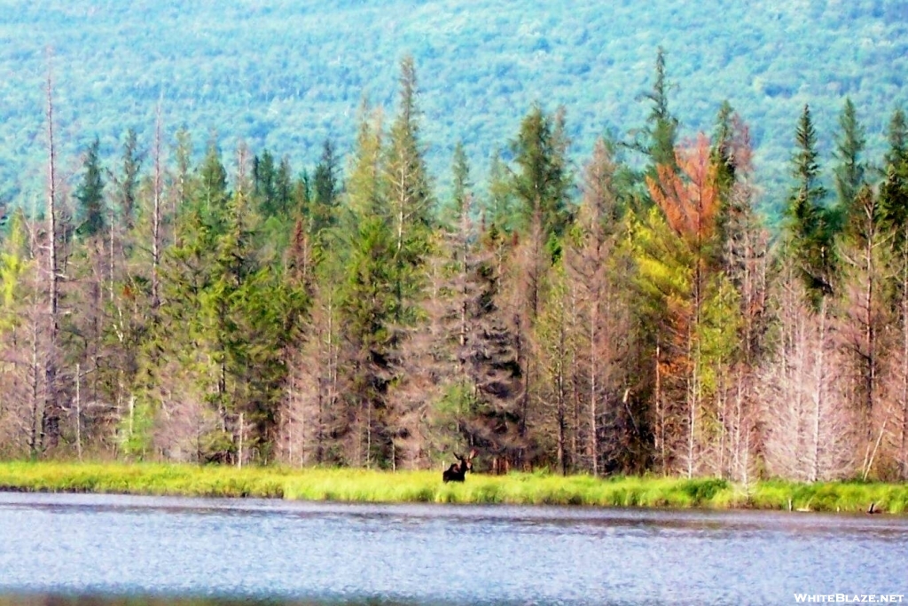 Moose Near Katahdin