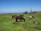 Grayson Highlands Ponies by ollieboy in Views in Virginia & West Virginia