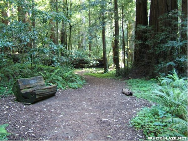 Skyline to the Sea Trail