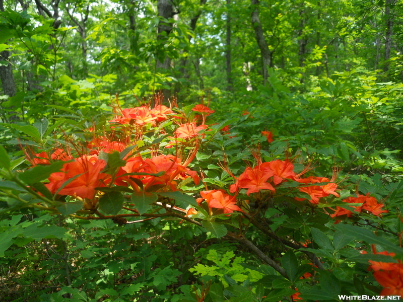 Flaming Azealas On Blood Mt