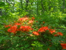 Flaming Azealas On Blood Mt by bloodmountainman in Flowers